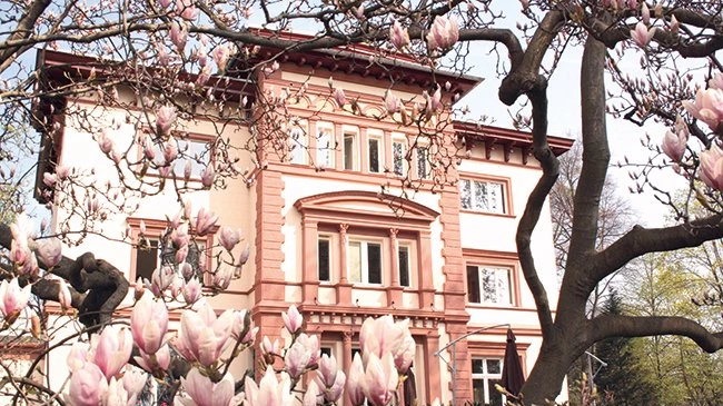 Magnolienblühte im Garten der Villa Mittelhof