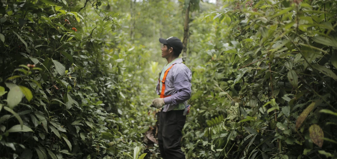 Ein Mann in Outdoor-Arbeitskleidung steht im Regenwald zwischen tropischem Gestrüpp und sieht von der Kamera weg. 