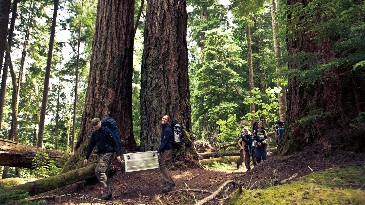 zwei Menschen laufen zwischen riesigen Bäumen im kanadischen Regenwald und tragen eine Kiste mit Forschungsequipment