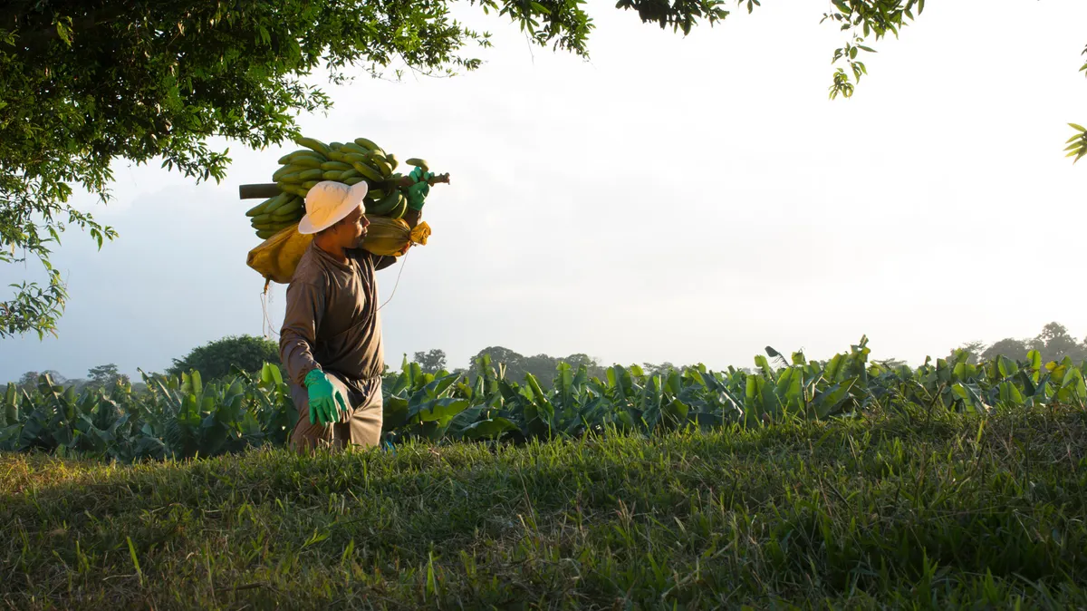 Arbeiter auf einer Plantage. Er trägt Bananen.